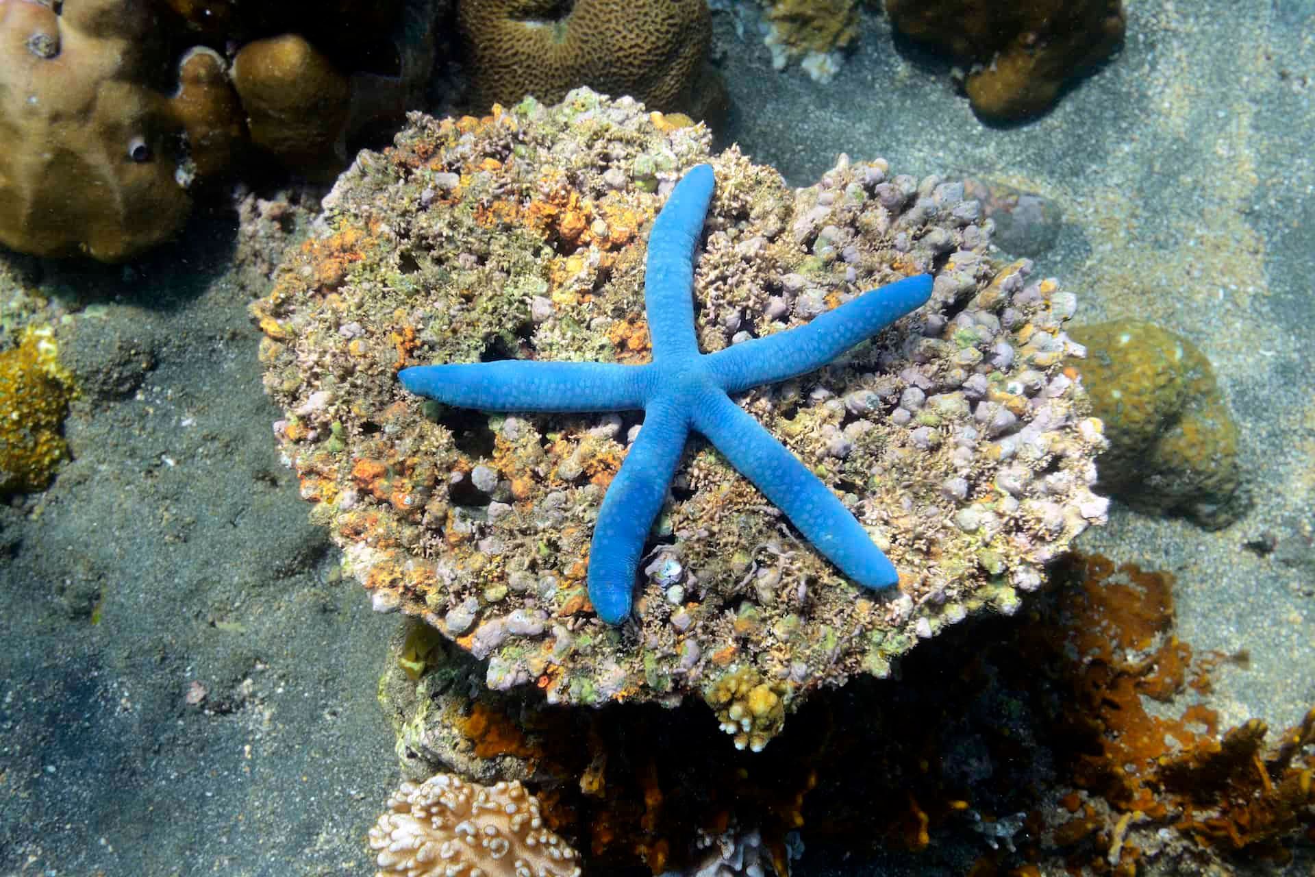 Blauer Seestern (Linckia laevigata)