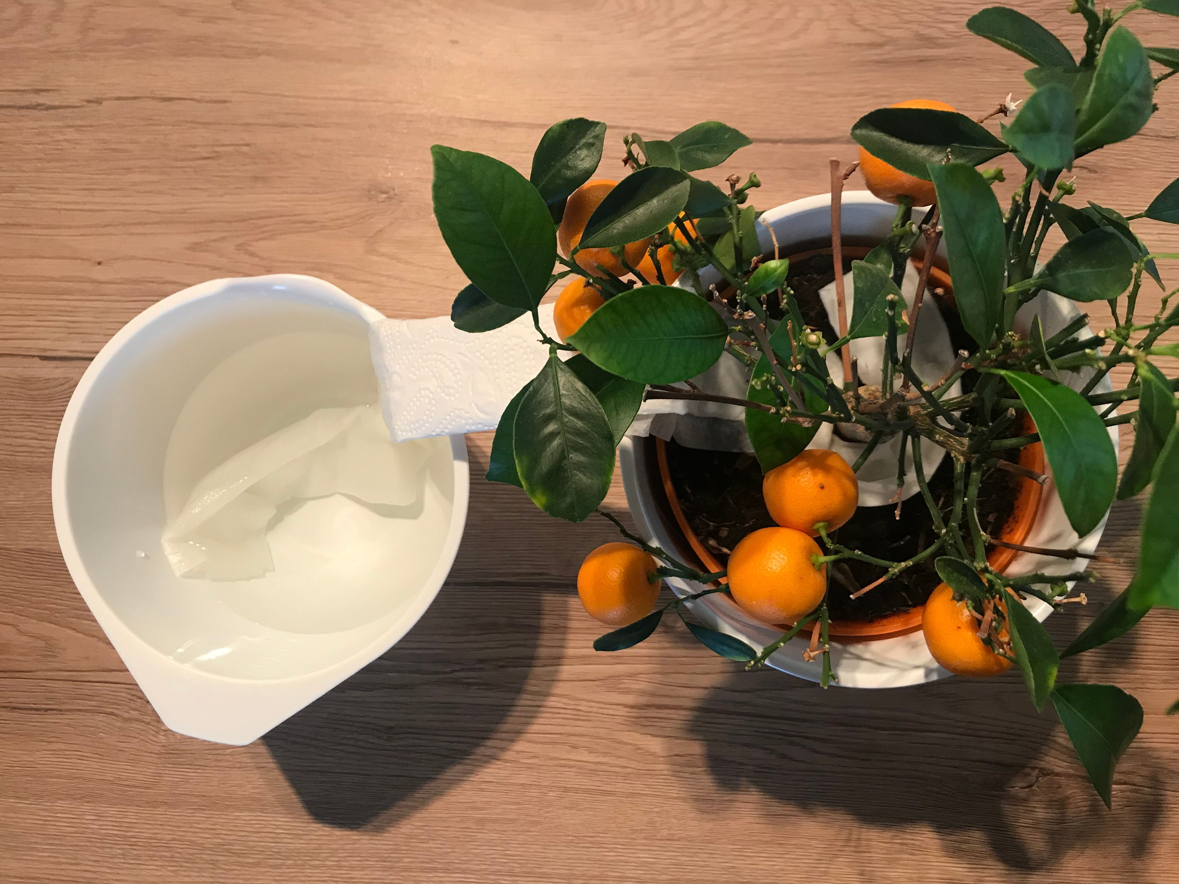 DIY Zwei einfache Hacks, mit denen sich Pflanzen im Urlaub selbst
