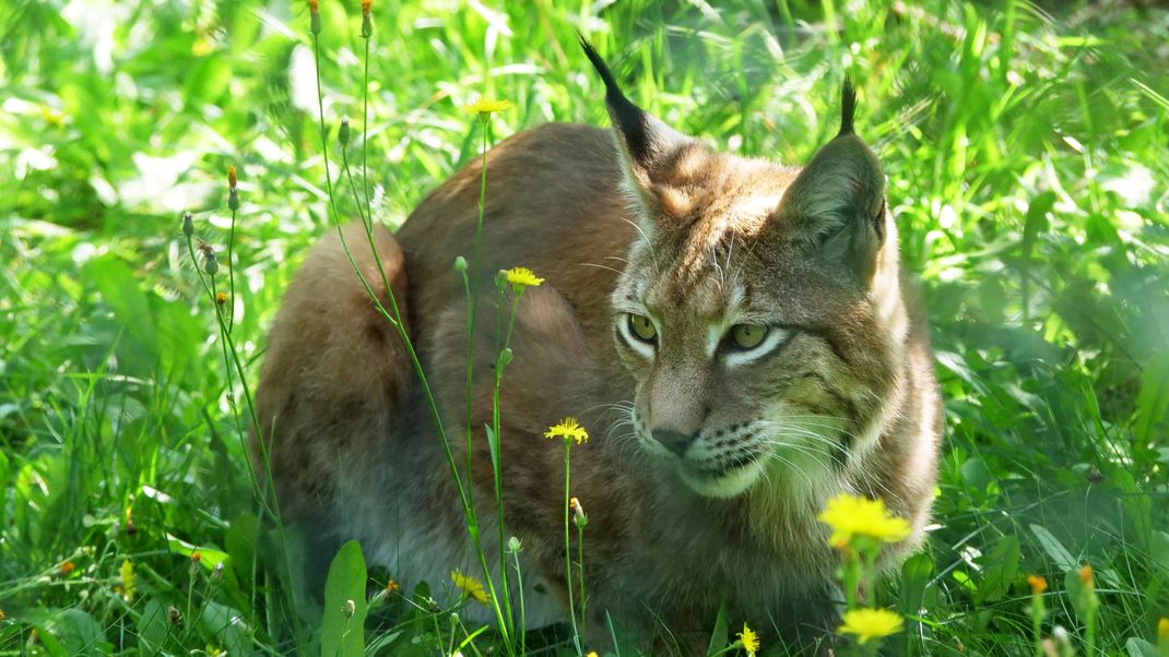 Ein Luchs in Deutschland