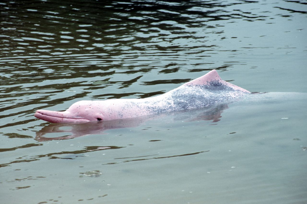 Indopazifische Buckeldelfine kommen schwarz zur Welt und verfärben sich erst mit den Jahren rosa. In dieser Zeit wird ihre Haut oft grau-rosa gesprenkelt.