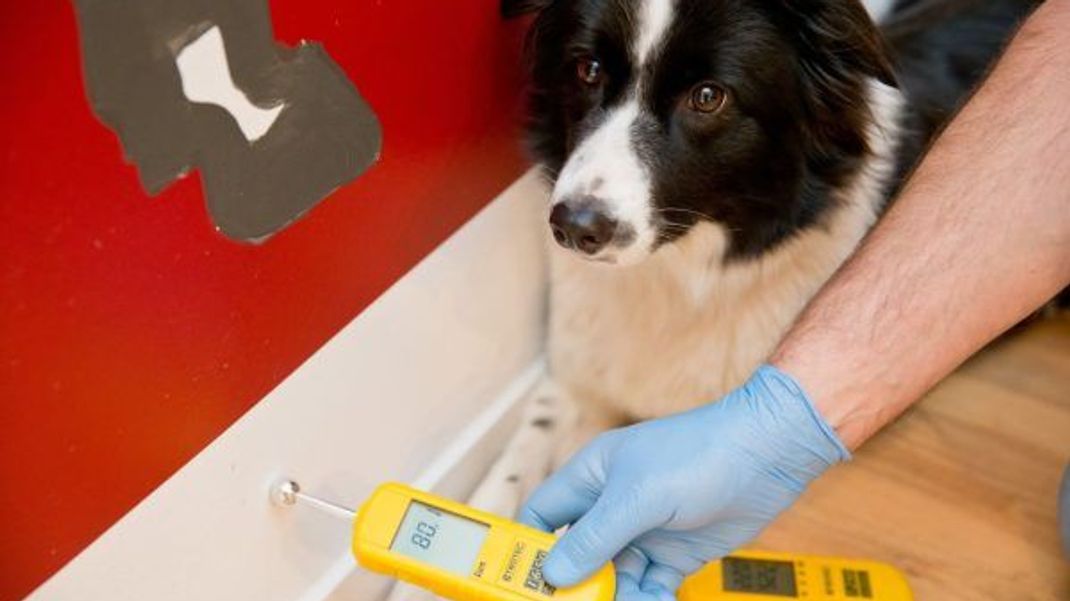 Schimmel-Check: Fachleute können die Wände mit einem Hygrometer auf den Feuchtigkeitsgehalt untersuchen. Auch Schimmelspürhunde werden eingesetzt, um Schimmel in der Wohnung zu riechen und anzuzeigen. Border-Collie-Hündin Bessy erhielt hierfür extra eine Ausbildung.