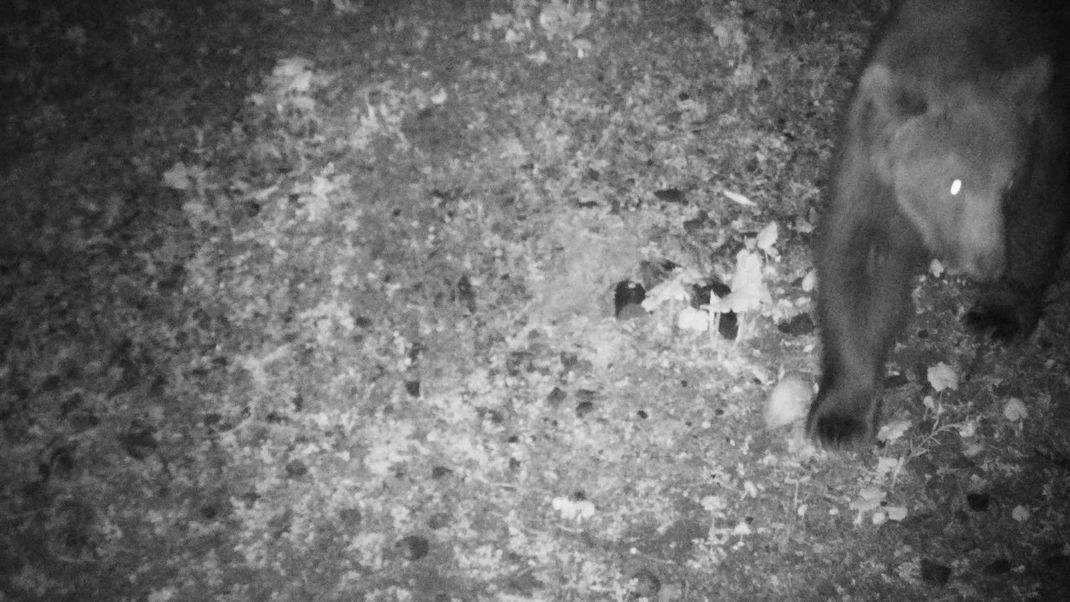 Das Foto der Wildkamera zeigt einen Braunbären, der in der Nacht auf den 22. Mai 2024 im Gemeindegebiet festgestellt wurde.