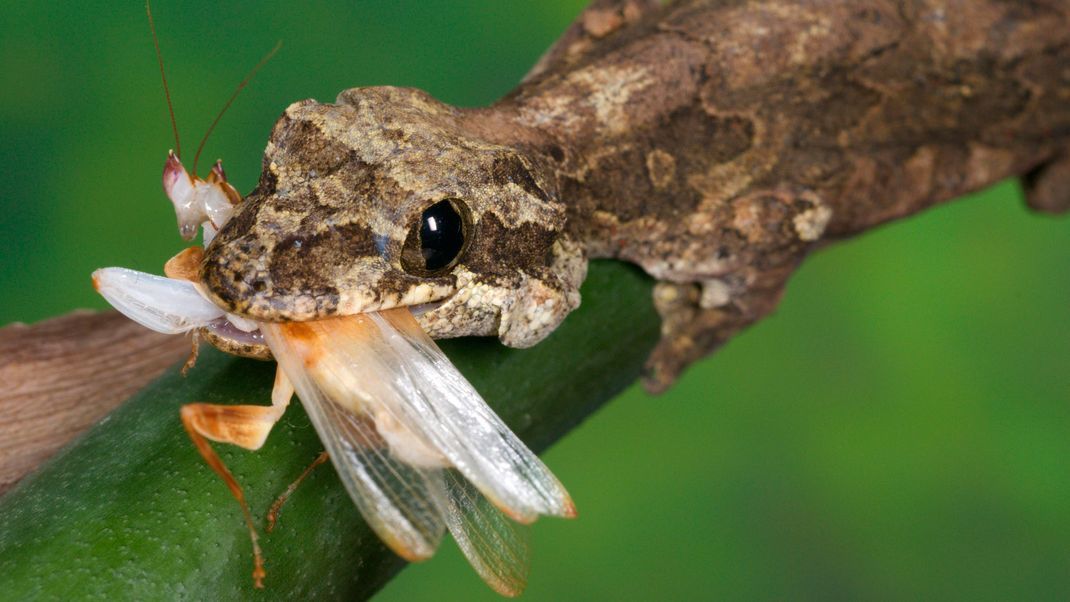 Ein Kuhls Faltengecko frisst eine Fangschrecke.