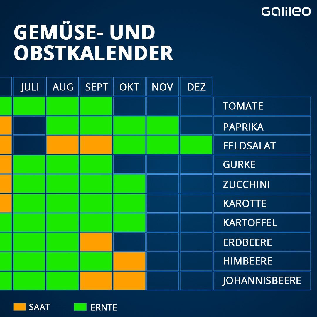 Saisonkalender für die Aussaat und Ernte von Obst und Gemüse.