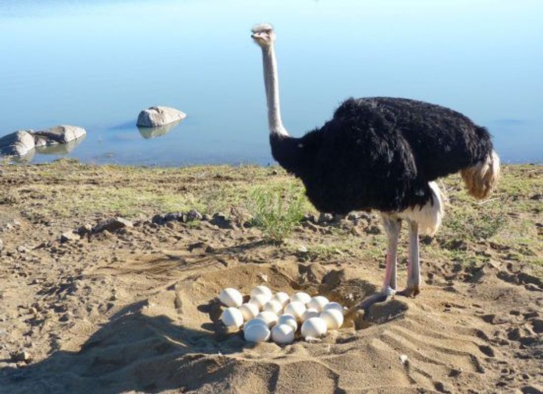 Ein männlicher Vogelstrauß am Gelege.