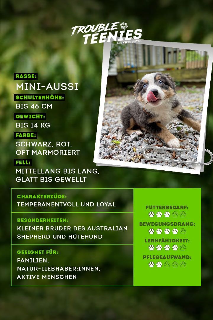 Der Mini-Aussie ist aktiv, intelligent und lernbegierig.