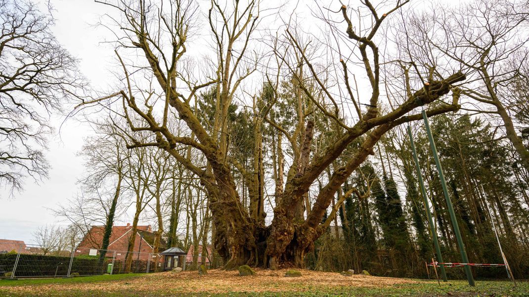 Die Dicke Linde ist der Baum ist mit ihrem Umfang der dickste Baum Deutschlands.