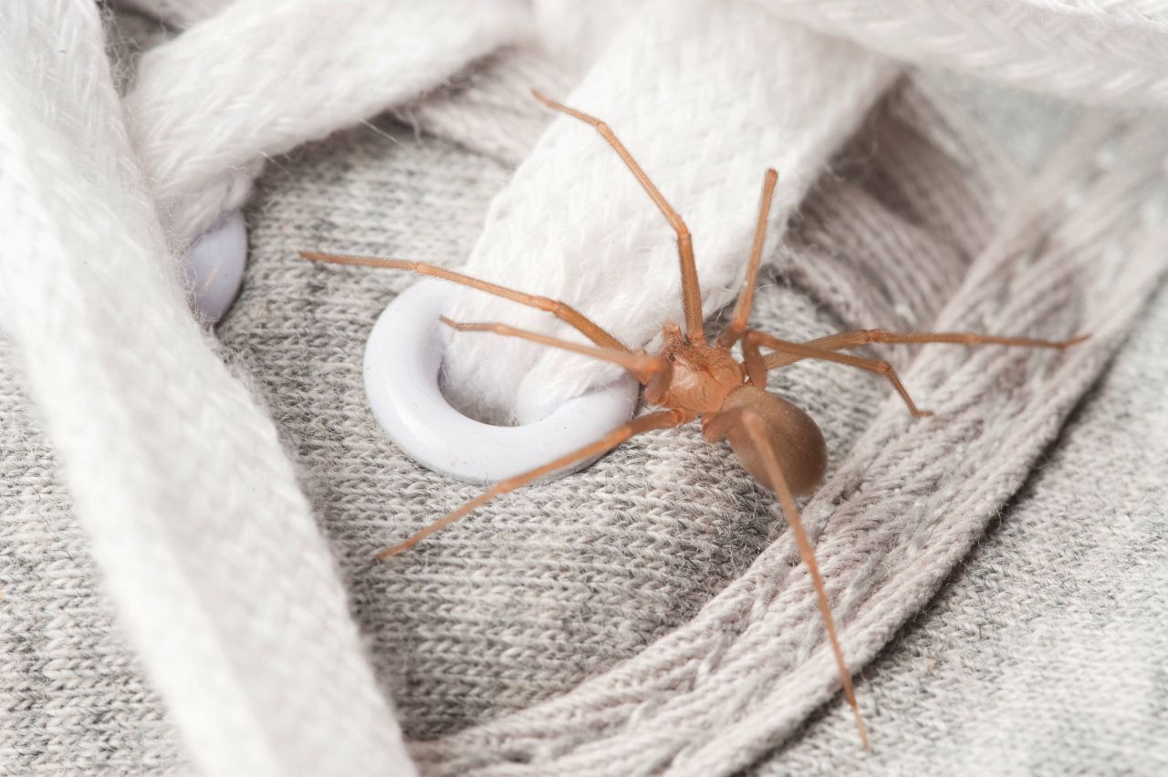 Die chilenische Winkelspinne (Loxosceles laeta) ist in Südamerika weit verbreitet. Sie ist nachtaktiv und nicht aggressiv - zu Bissen kommt es daher eher selten. Passiert es doch, führt das Gift zu schweren Gewebeschäden.