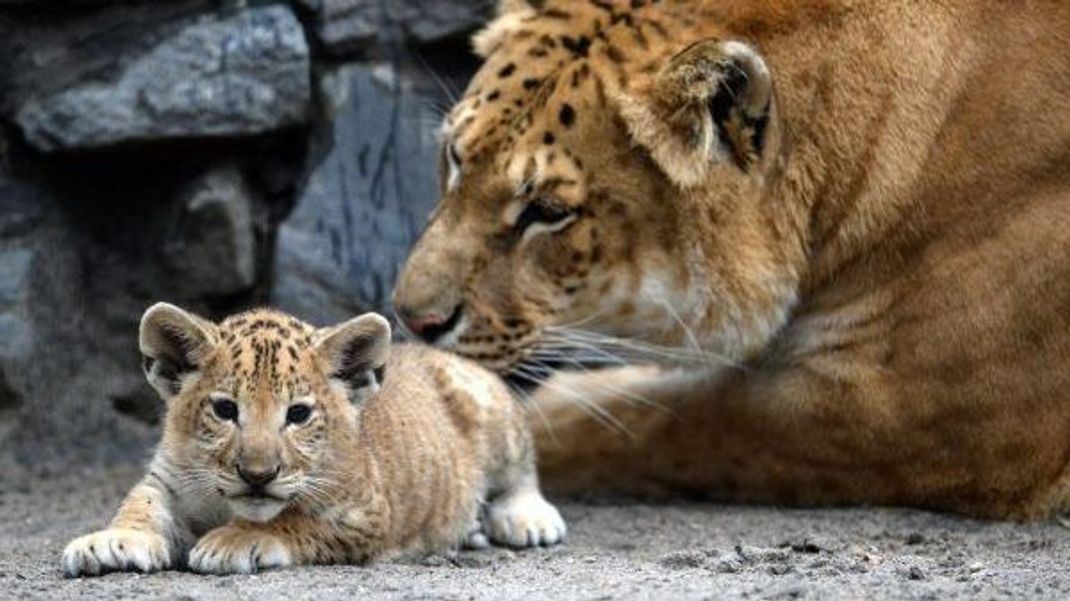 Kiara ist ein Li-Liger: Tochter des Löwen-Männchens Sam und des Liger-Weibchens Zita. Geboren wurde sie 2012 im Zoo von Novosibirksk.