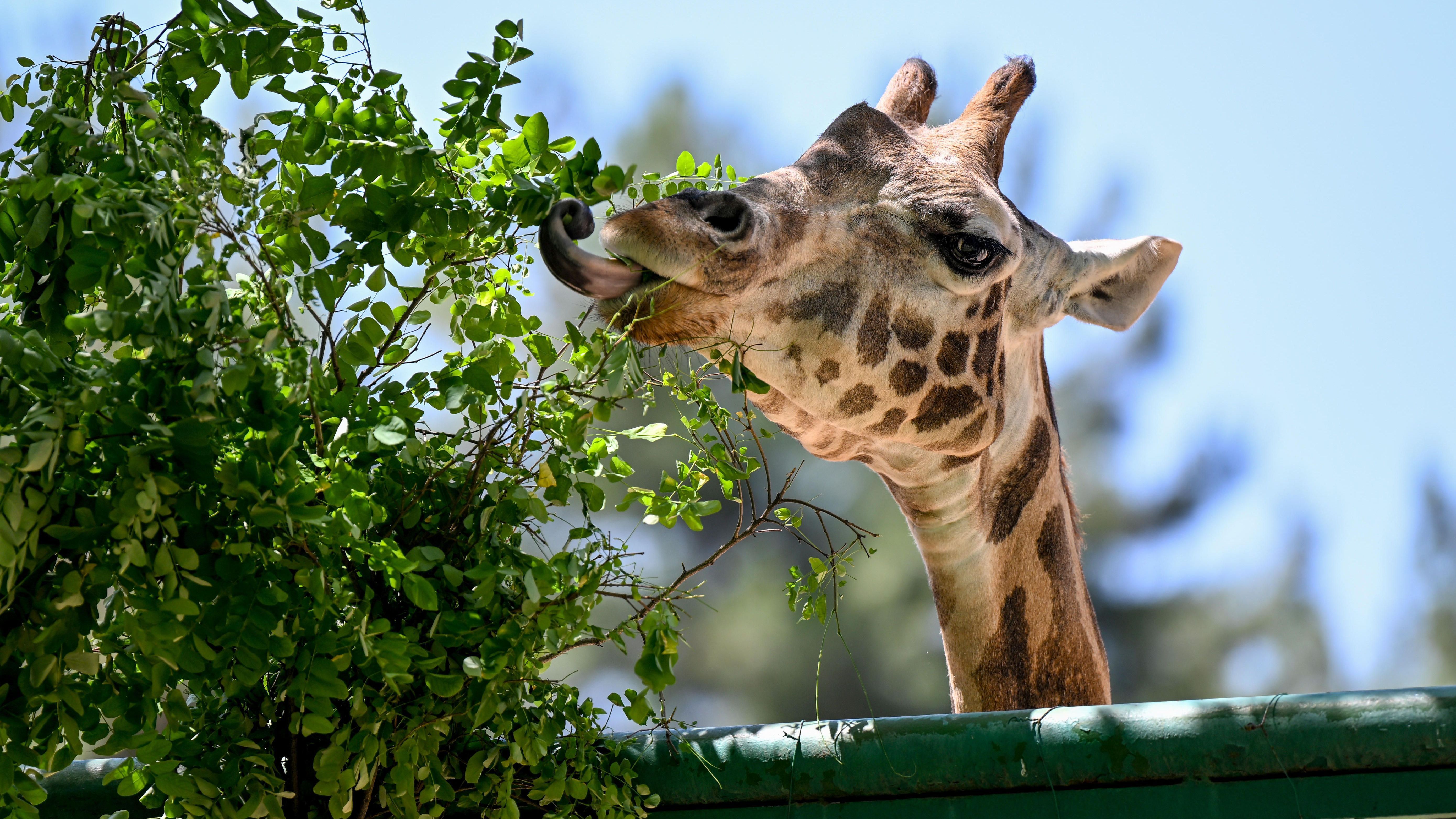 Größe hilft nicht nur gegen Fressfeinde, sondern auch gegen die Konkurrenz. Die sechs Meter hohe Giraffe erreicht leckere Blätter in Höhen, die sonst kein anderer Pflanzenliebhaber erreicht.