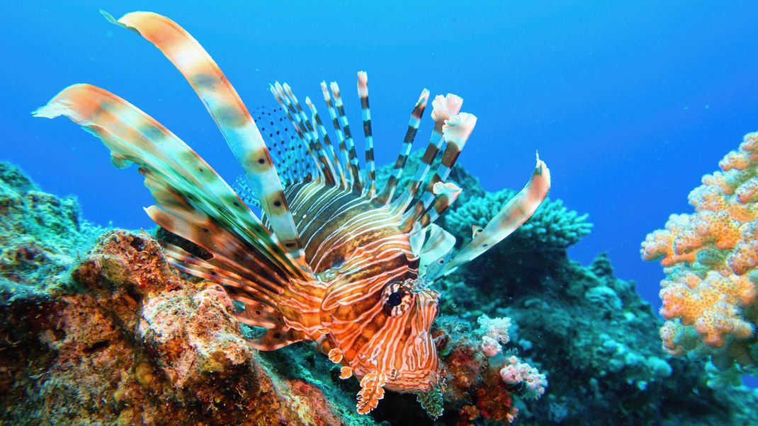 Schöner Exot mit großem Appetit - hier schwimmt ein Rotfeuerfisch durch seine ursprüngliche Heimat, das Rote Meer. Anders als in fremden Ökosystemen hat er hier Fressfeinde, wie heimische Riffhaie oder Zackenbarsche. Wo Rotfeuerfische nicht natürlich vorkommen kennen Prädatoren den bunten Exoten nicht, und so steht er auch nicht auf ihrem Speiseplan.