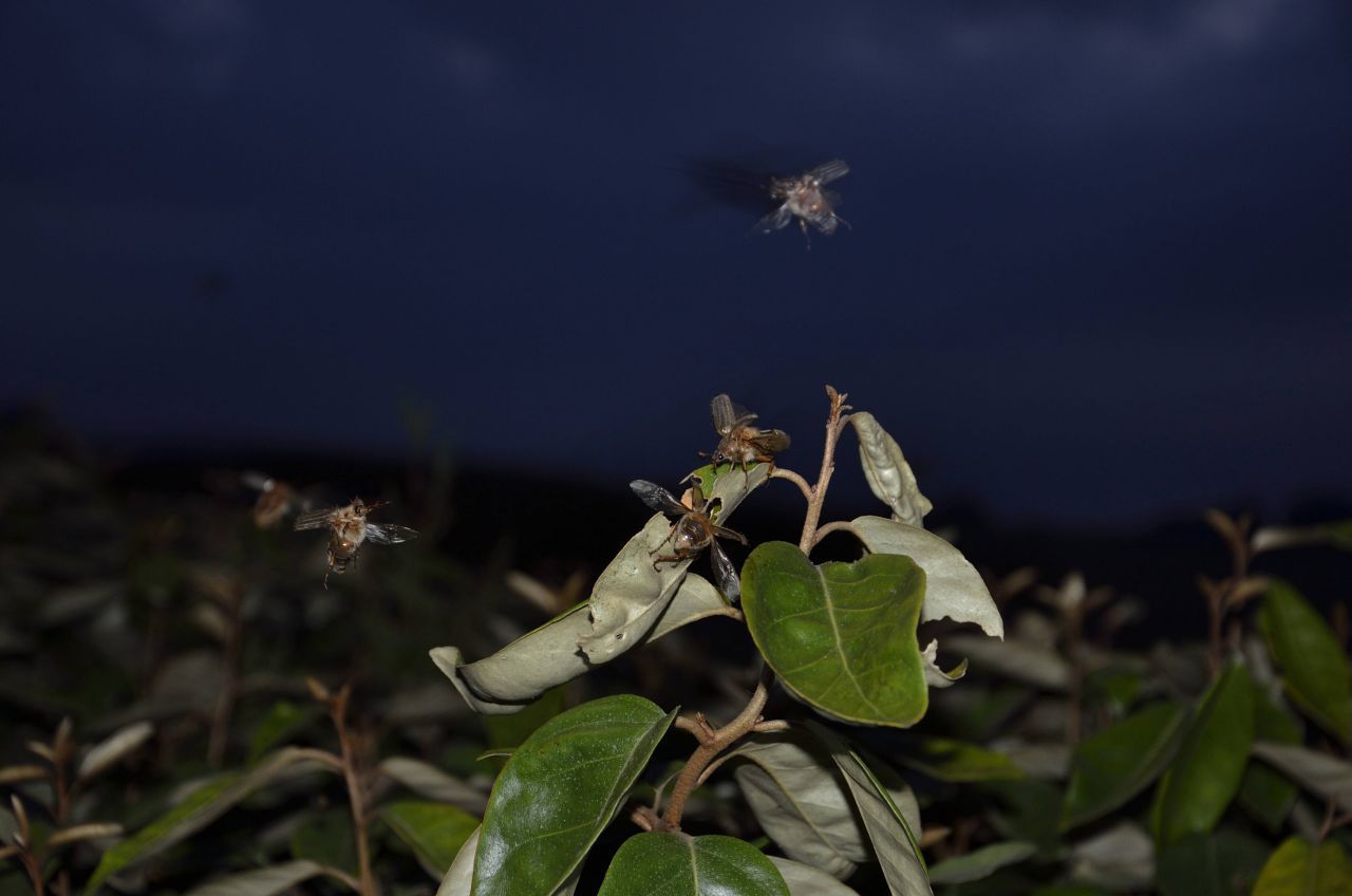 Ihr lauter Motor kündigt sie an! Junikäfer fliegen in der Dämmerung aus und bilden laute Schwärme.