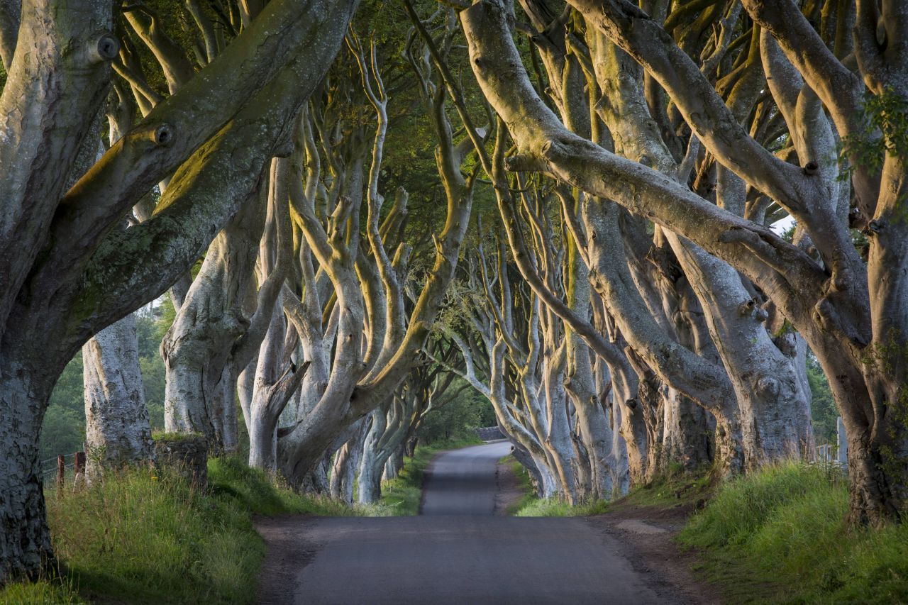 In Nordirland kann man den sogenannten "Königsweg", auch bekannt unter dem Namen Dark Hedges, selbst beschreiten.