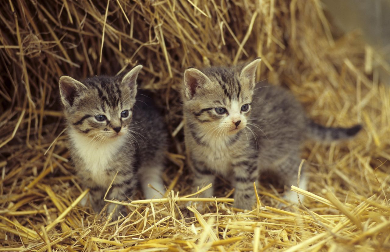 2012 fanden japanische Forscher heraus, dass wir konzentrierter arbeiten, wenn wir davor Bilder von süßen Tierbabies gesehen haben. Na dann, Vorhang auf: 2 Katzenbabies im Stroh.