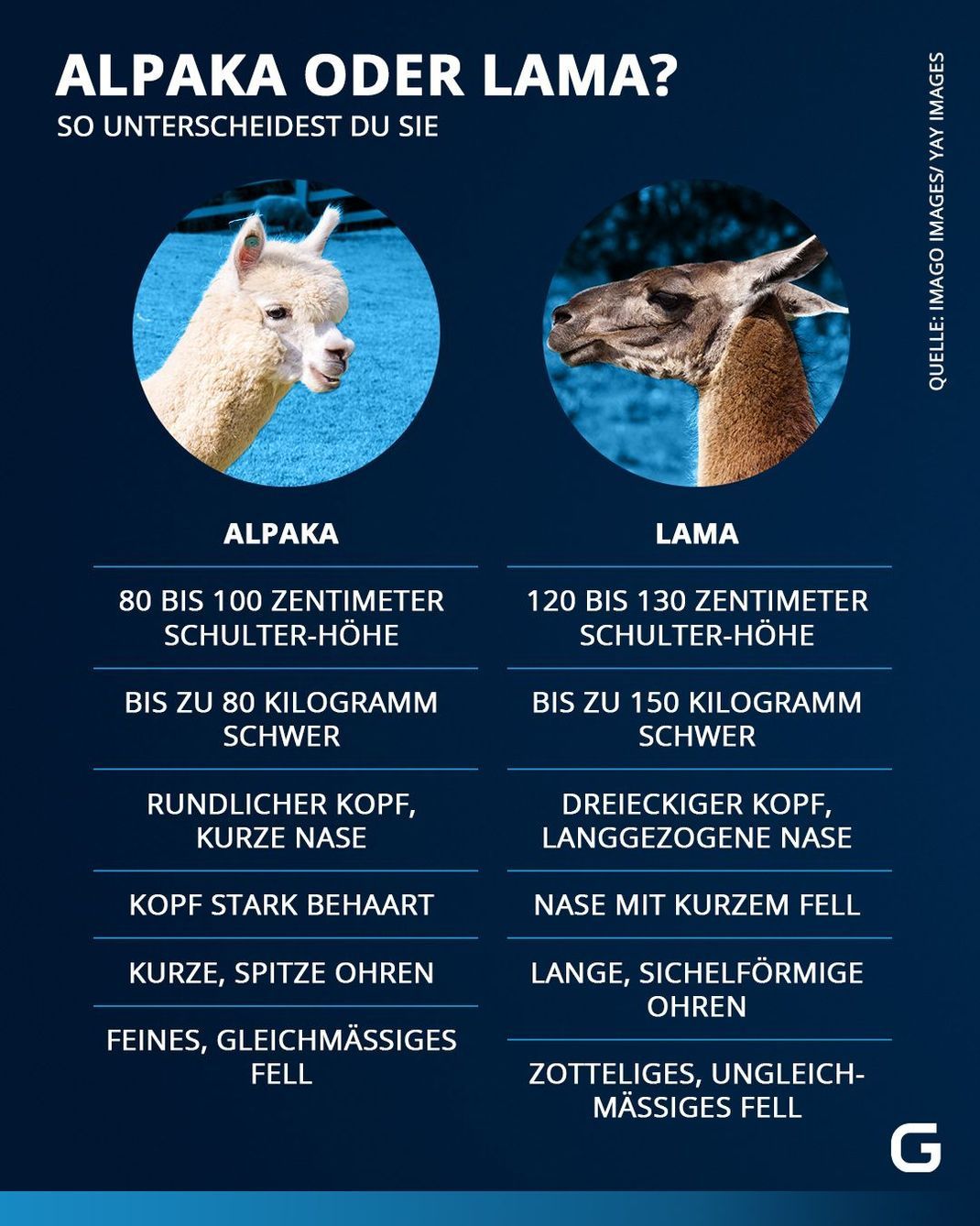 So unterscheiden sich Lamas und Alpakas.