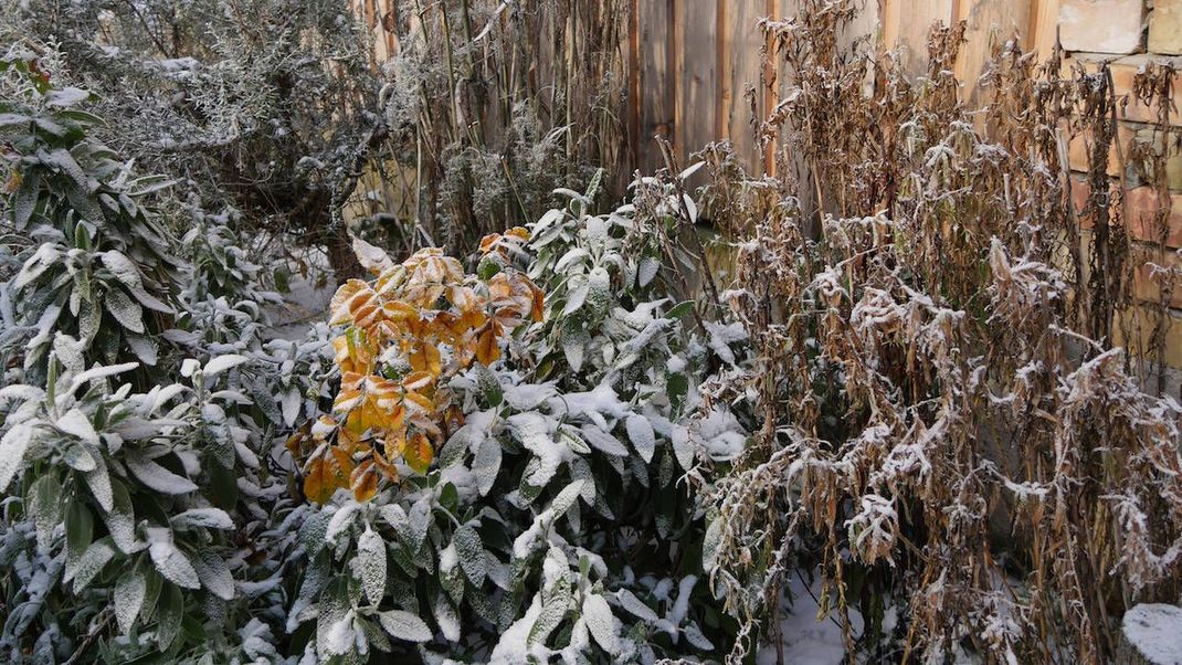 Ein wilder Garten mit Sträuchern bietet Unterschlupf für Schmetterlinge.