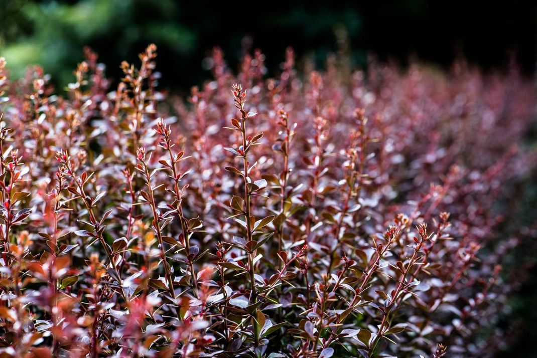 Bei Gartenbesitzern ist die Berberitzenhecke sehr beliebt, weil sie blickdicht und schön anzusehen ist.