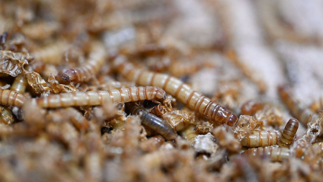 In einigen Ländern gelten sie bereits als Delikatesse: Insekten.