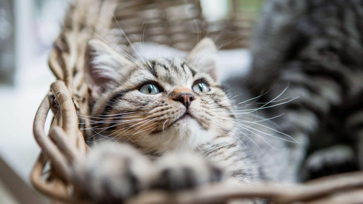 Der Charakter dieser begehrten Katzenrasse gilt als ausgesprochen liebenswert.﻿