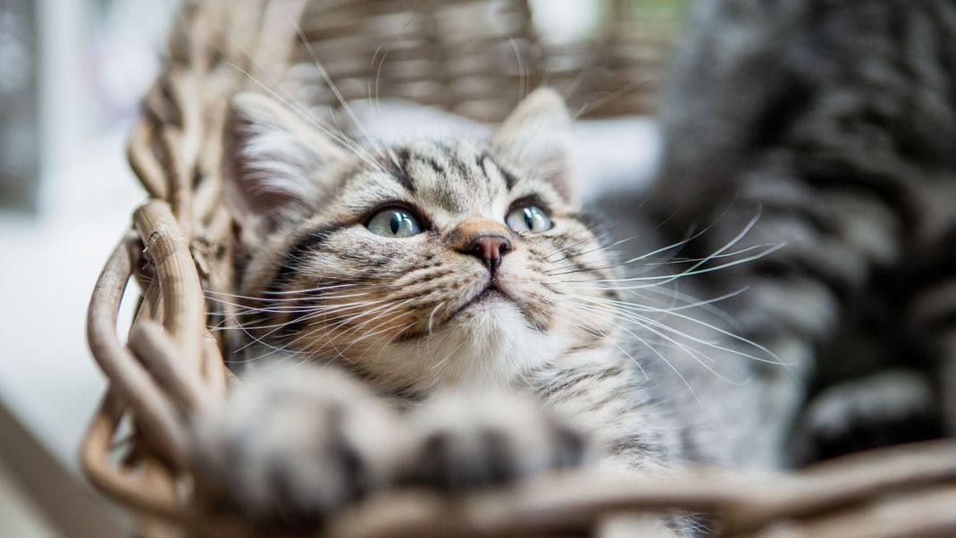 Der Charakter dieser begehrten Katzenrasse gilt als ausgesprochen liebenswert.