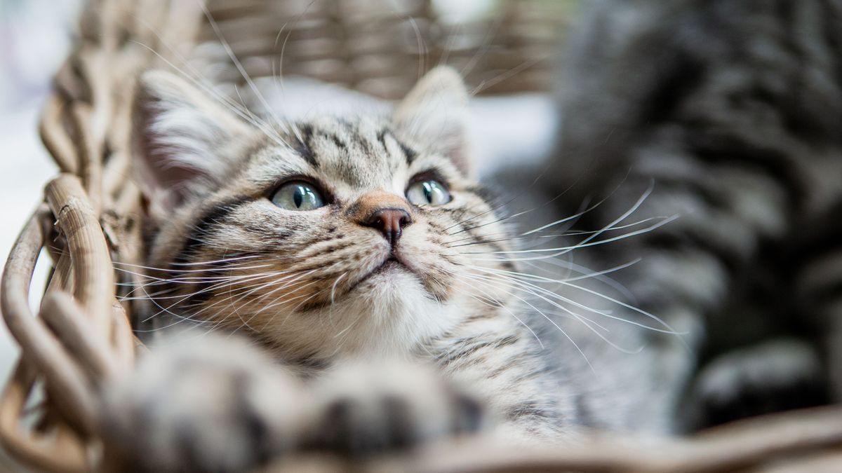 Der Charakter dieser begehrten Katzenrasse gilt als ausgesprochen liebenswert.﻿