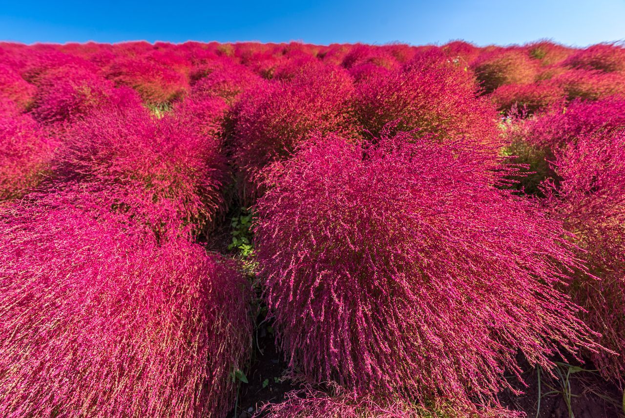 Farbexplosion: Im Herbst leuchtet das Besenkraut im japanischen Hitachi Seaside Park feuerrot.