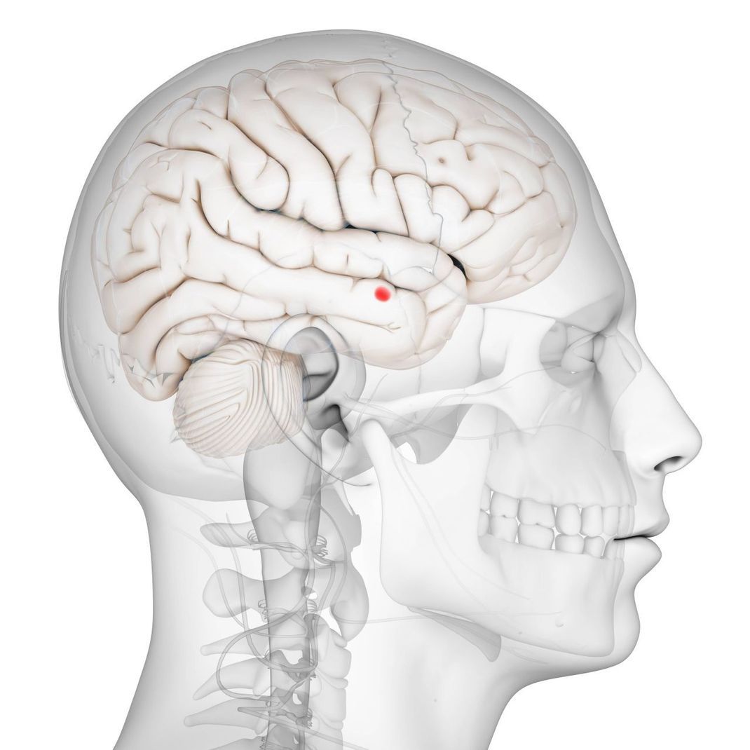 Die Amygdala (rot eingezeichnet) ist Teil des limbischen Systems in Gehirn.