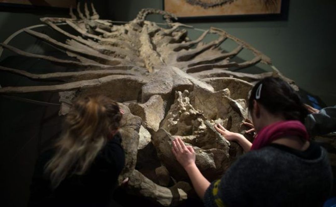 Die Entdeckung von Brigitta war in den 70-er Jahren eine Sensation. Repliken der Riesin sind in Museen auf der ganzen Welt ausgestellt.