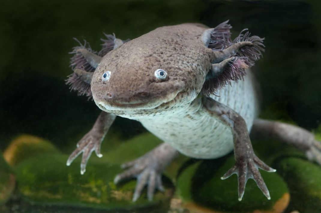 Hier zu sehen ist ein weiblicher Wildtyp-Axolotl (Ambystoma mexicanum)