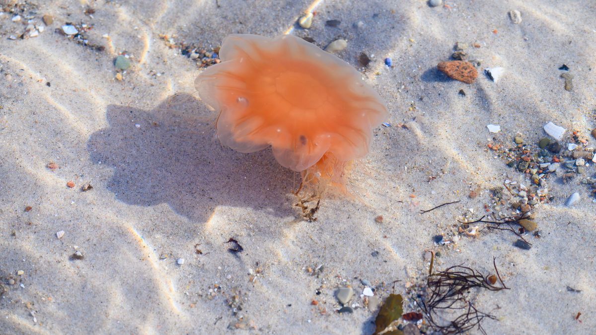 Feuerqualle in der Ostsee