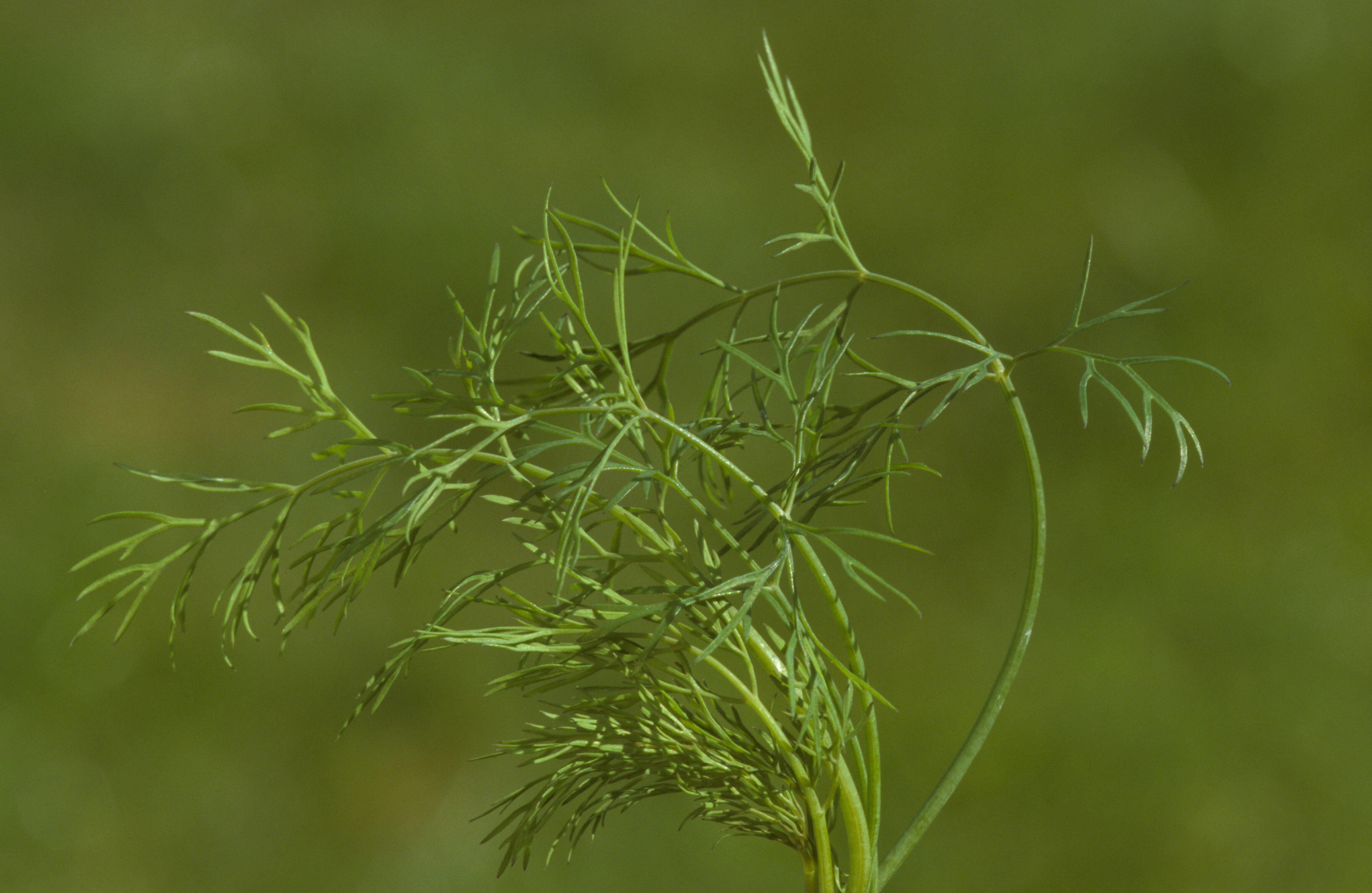 Dill: Das Kraut schmeckt zu Gurken, Kartoffeln und Fisch. Auch Salate und Suppen kannst du damit würzen.