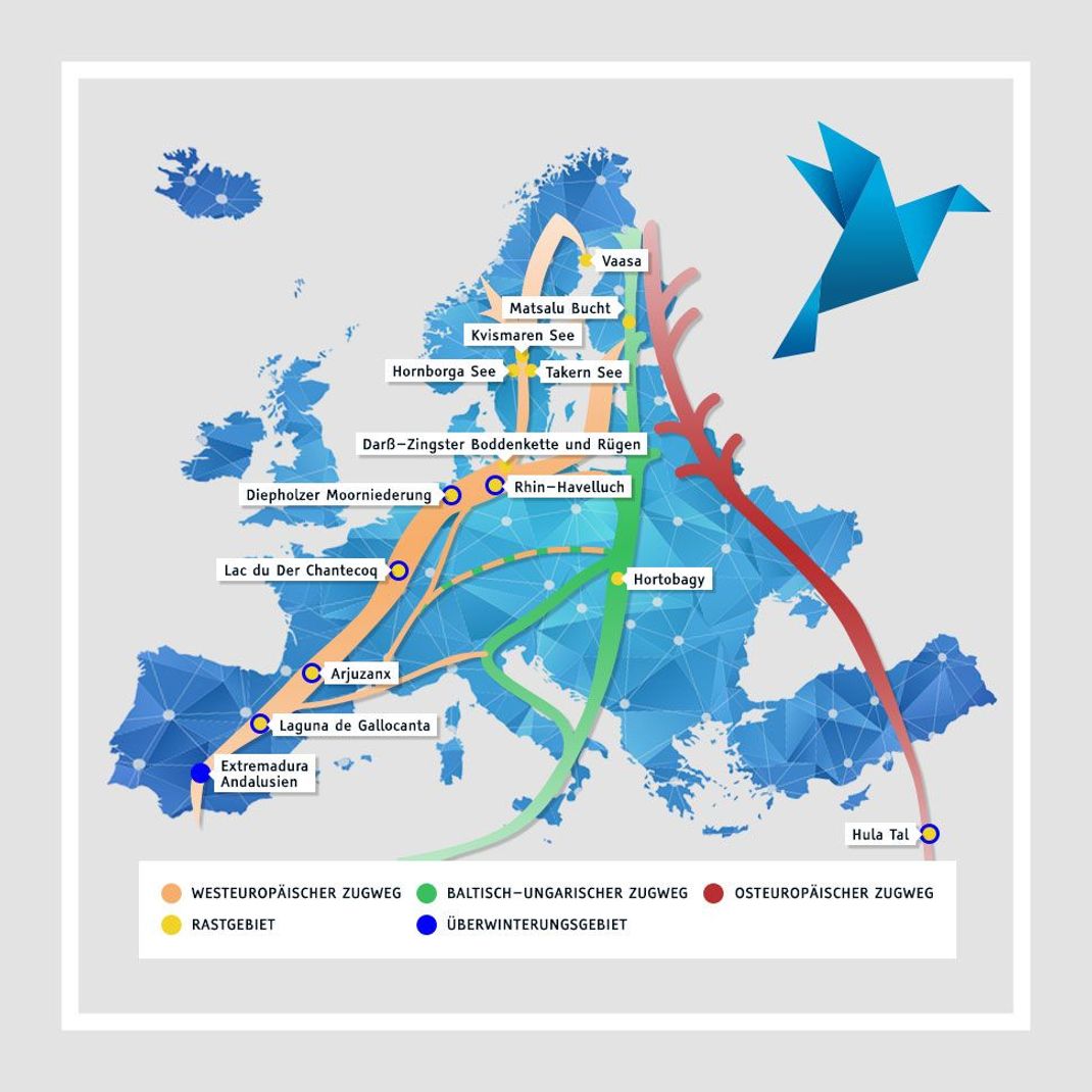 Die Kraniche, die sich in der Müritzregion und im Nordwesten von Brandenburg niederlassen, nehmen häufig einen Flugkorridor zwischen Hannover und Göttingen, um dann über Nordhessen und das nördliche Rheinland-Pfalz zu ziehen, bevor sie das Saarland und Luxemburg überqueren, auf ihrem Weg zu den Rastplätzen in Nordost-Frankreich.