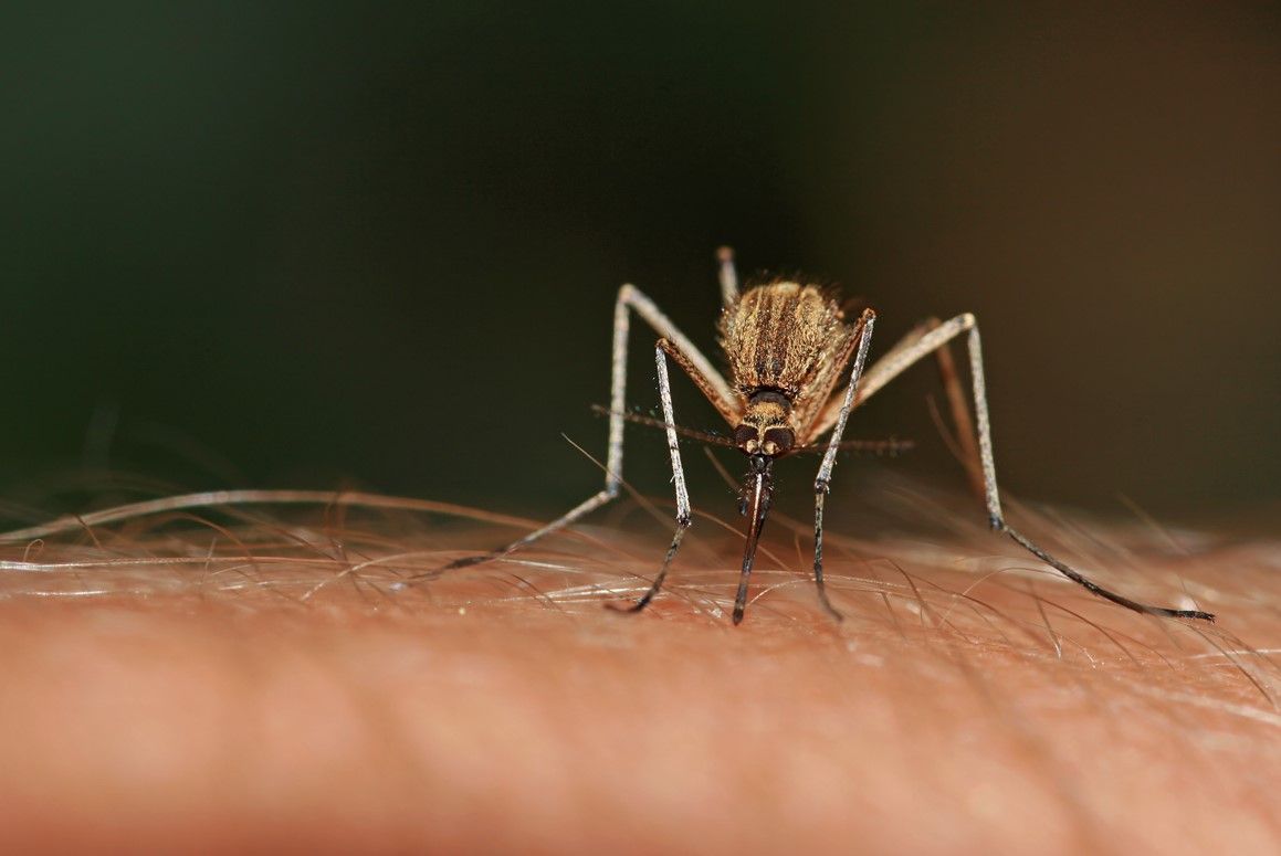 Welche Mittel helfen tatsächlich, um Mücken zu vertreiben? Und welche Hausmittel sind bei Mückenstichen wirklich effektiv? Der Mückenexperte kennt die Antworten.