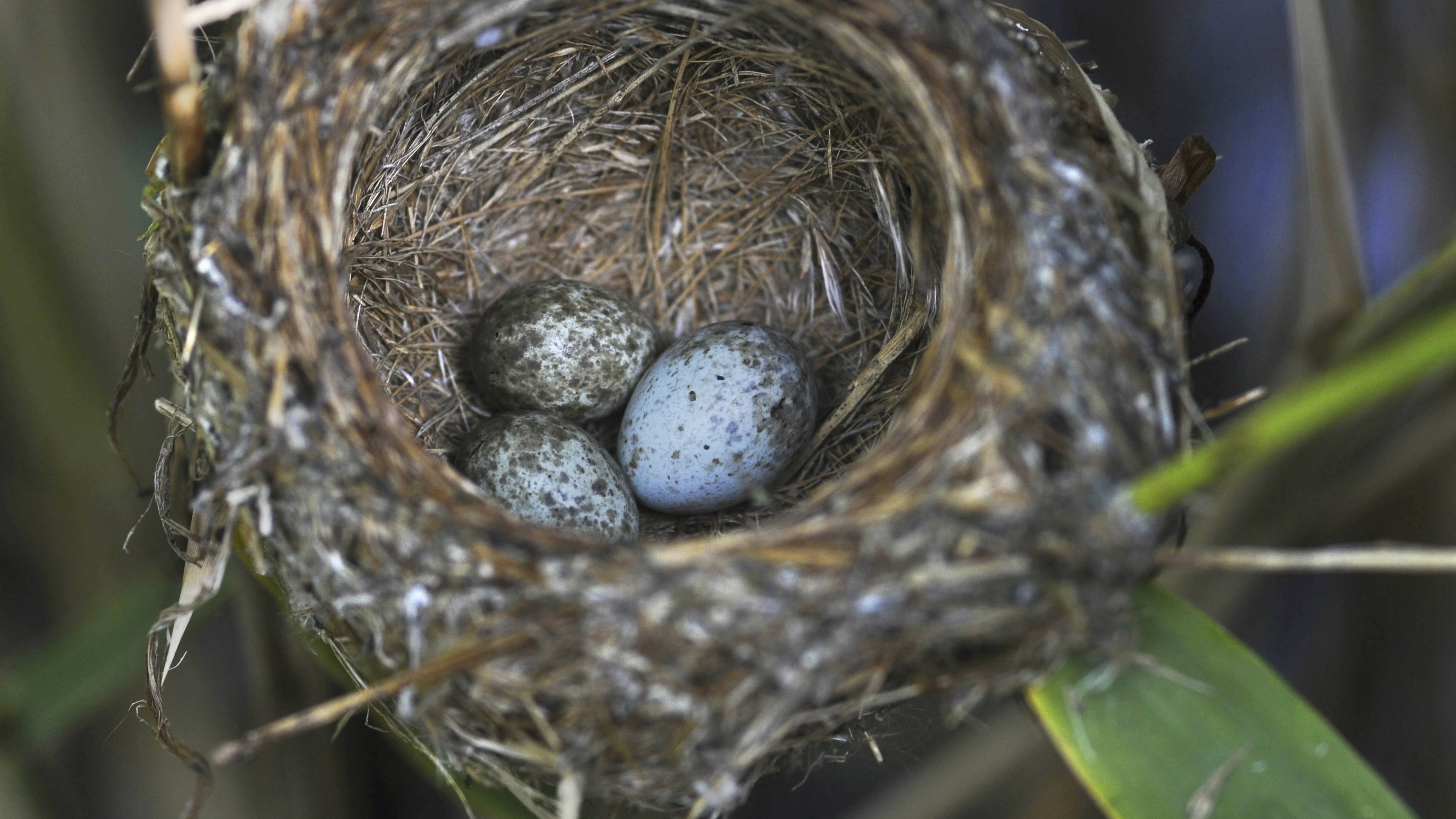 Schwindel-Ei: Kuckucke legen ihre Eier anderen Vogelarten ins Nest. Besonders bei Arten, deren Eier aussehen, wie ihre eigenen, wie zum Beispiel beim Teichrohrsaenger.