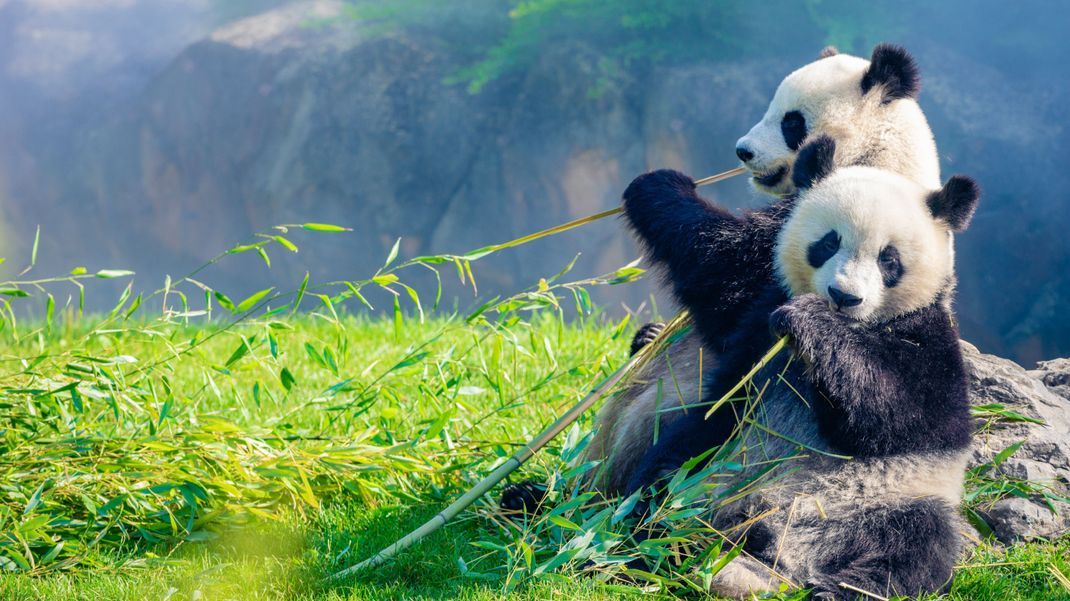 Der Zoo von Taizhou (China) hat das Fell zweier Hundewelpen gefärbt und diese als Pandas ausgegeben. Eigentlich sehen die bambusknabbernden Tiere so aus (Symbolbild).