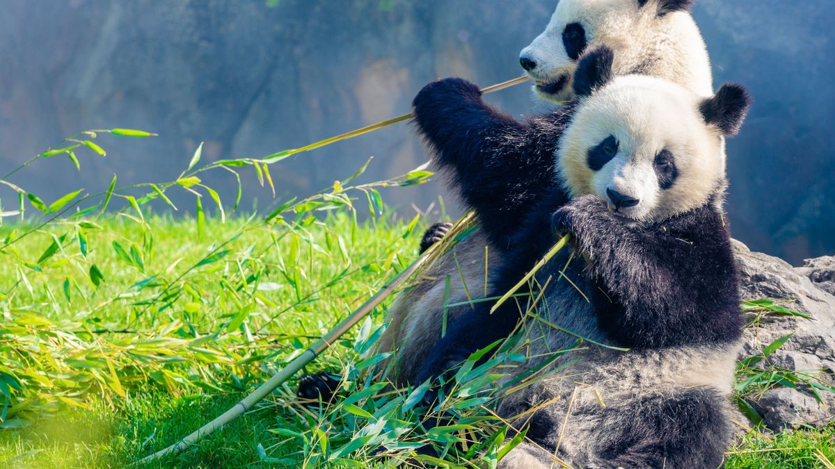 Mother Panda Yuan Yuan and her baby Panda Yuan Meng are Snuggling and eating bamboo in the morning, zoo beauval, France