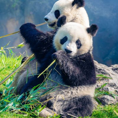 Mother Panda Yuan Yuan and her baby Panda Yuan Meng are Snuggling and eating bamboo in the morning, zoo beauval, France