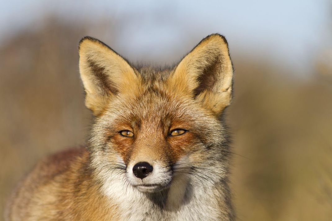 Ein schlauer und rothaariger Fuchs: Familiennamen entstanden auch in Anlehnung an die Eigenschaften der Träger. 