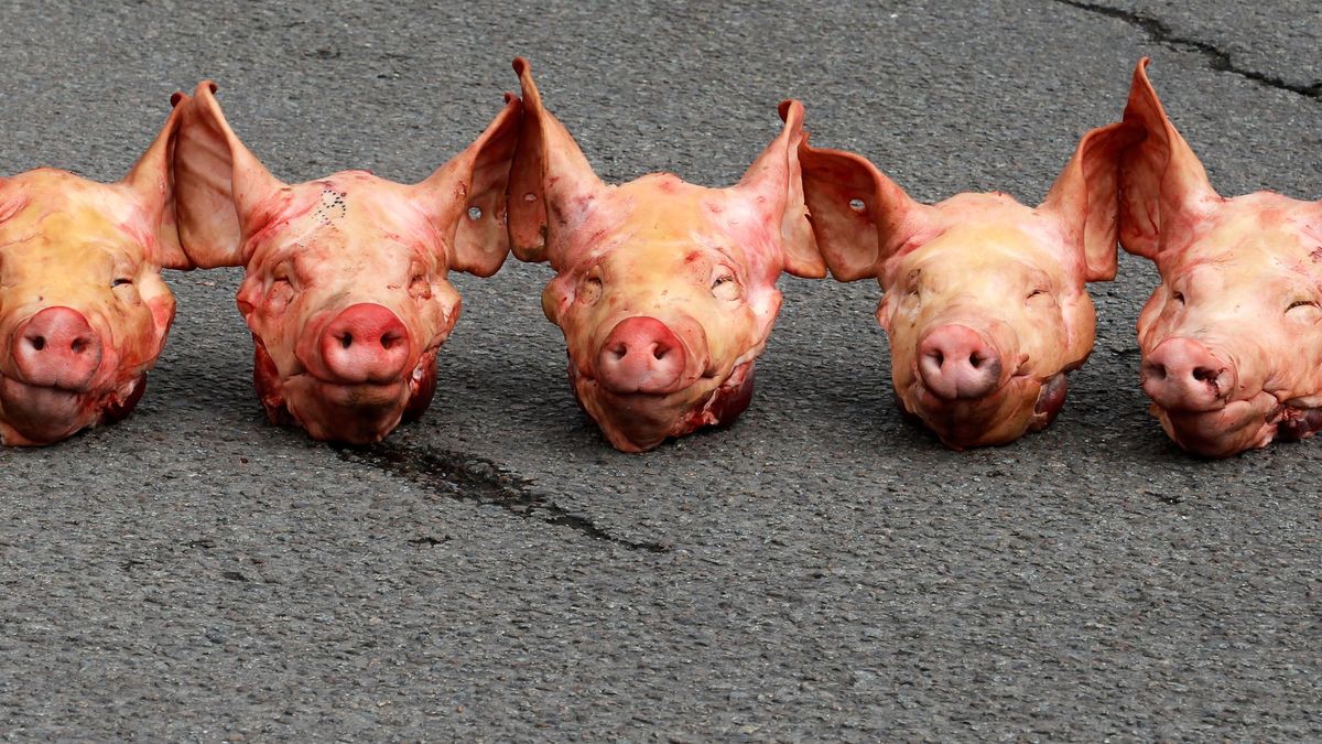Russische Propagandisten erhalten abgetrennte Schweineköpfe
