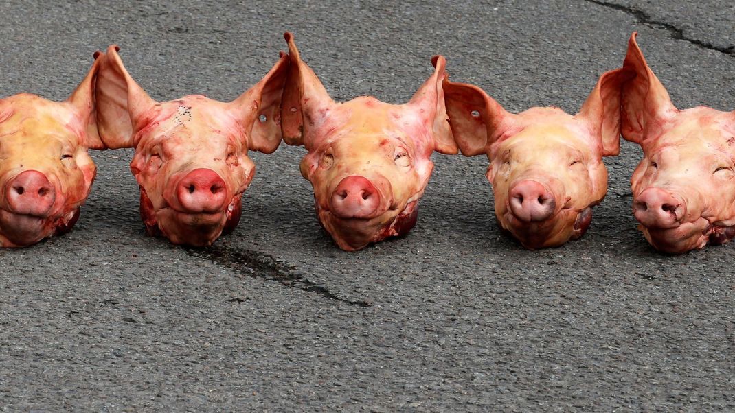 Russische Propagandisten bekommen abgetrennte Schweineköpfe vor die Haustür gelegt. Eine deutliche Drohung. (Symbolbild)