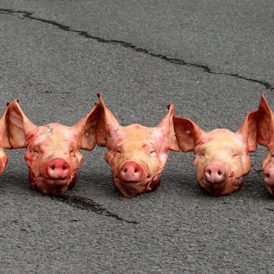Russische Propagandisten erhalten abgetrennte Schweineköpfe