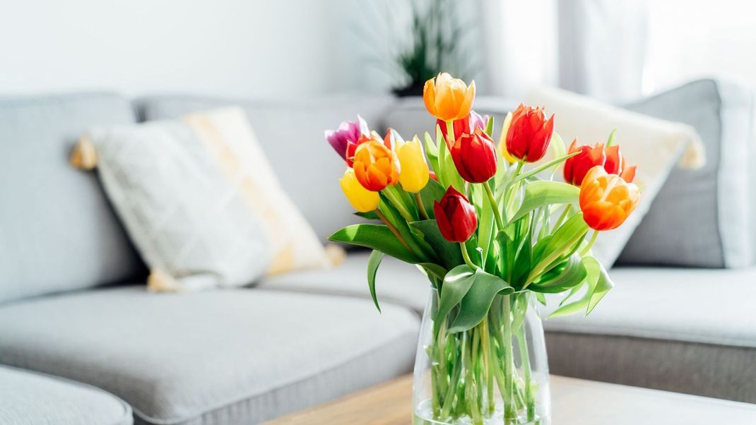 Tulpen sind farbenfroh und schon jetzt erhältlich. Vom Kauf raten wir allerdings derzeit noch ab.
