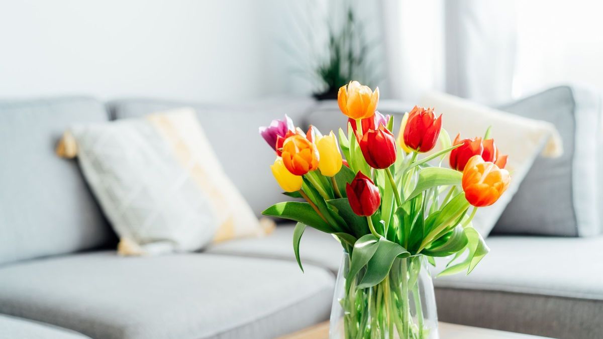 Tulpen sorgen für Farbakzente - aber wann ist es zu früh?