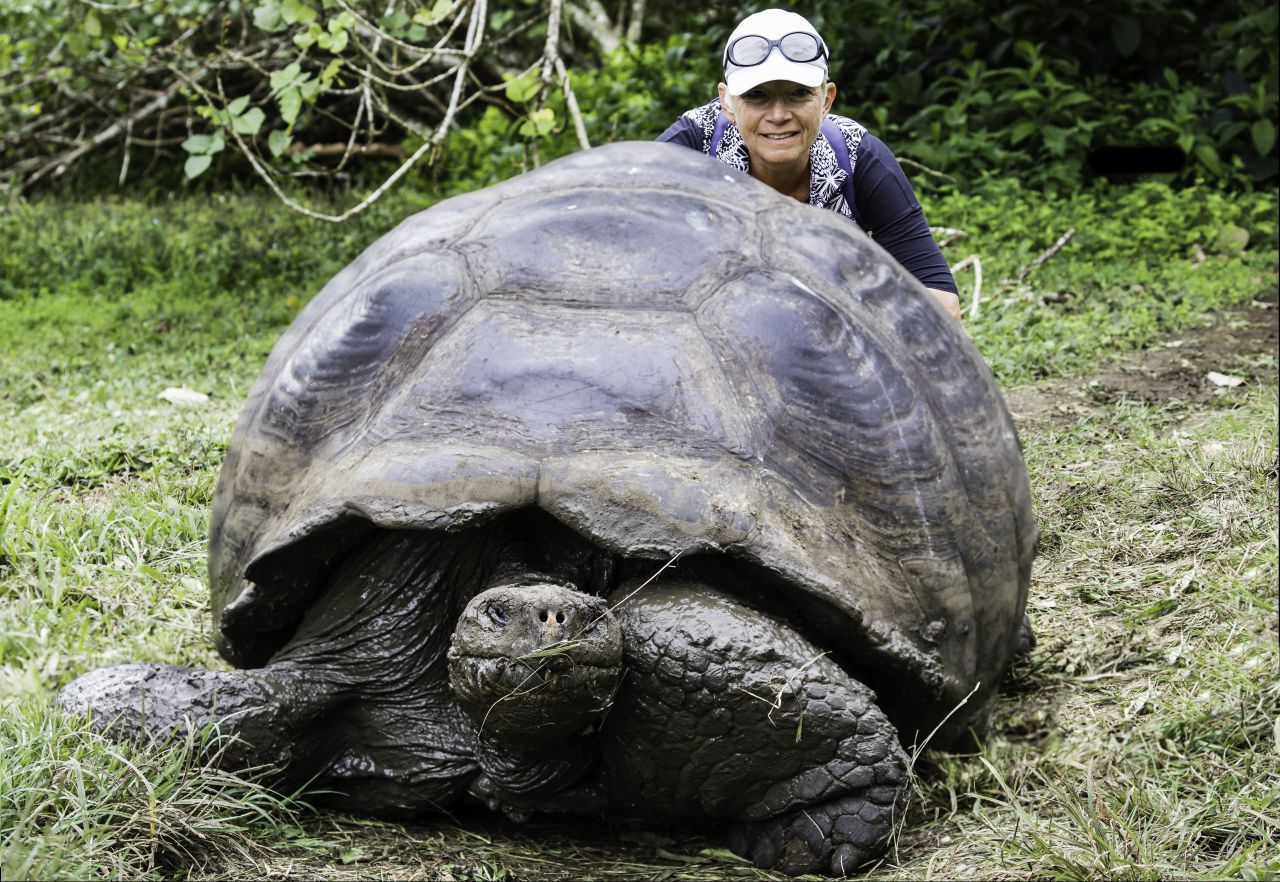 Als größte Land-Schildkröten gelten jene der Galapagos-Inseln. Ihr Panzer wird bis zu 1,30 Meter lang und die Riesen wiegen bis zu 300 Kilo. 