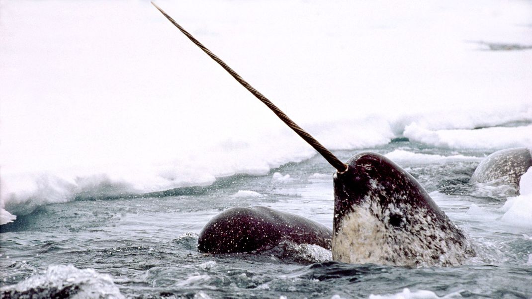 Ein Narwal an einem Eisloch.