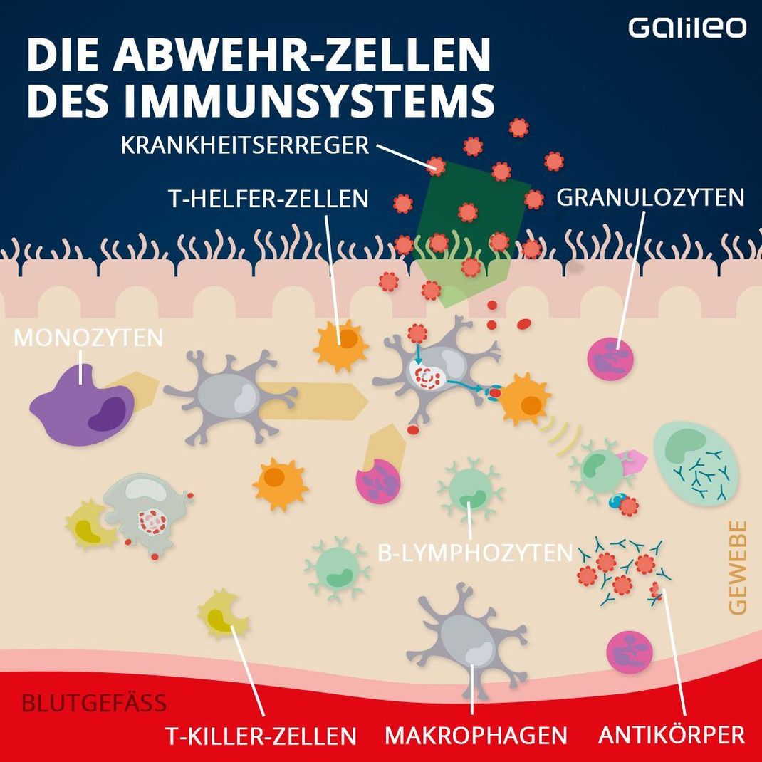 Die verschiedenen Abwehr-Zellen kommunizieren direkt über spezielle Oberflächen-Marker miteinander oder über lösliche Botenstoffe insbesondere die Zytokine.