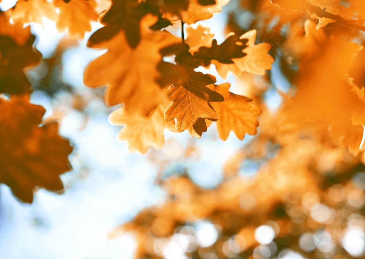 Die Eicheln (Nussfrüchte) würden sofort verraten, um welchen Baum es geht. Aber auch die trichterförmigen Blätter mit ihren seitlichen Einbuchtungen sind ein unverkennbares Merkmal der Eiche. Hierzulande kommt am häufigsten die Deutsche Eiche vor, ihre Blätter zeichnen sich durch abgerundete Lappen aus. Bei der Roteiche dagegen sind die Blatt-Enden angespitzt. 