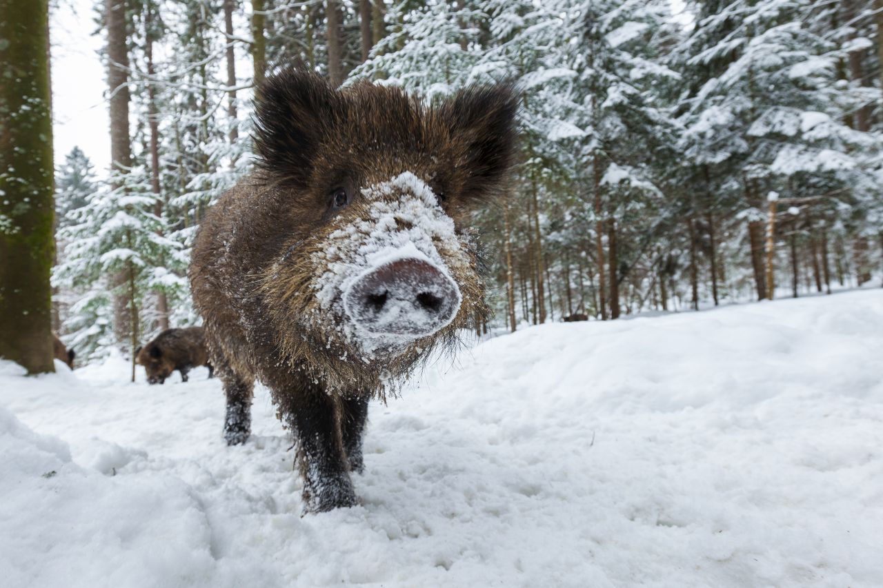 Ein Wildschwein im Schnee. Die Tiere machen keinen Winterschlaf.