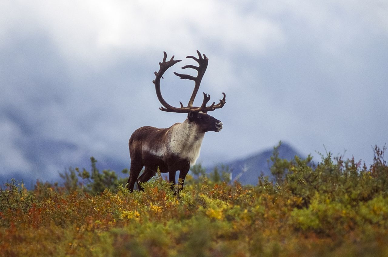 Ein Karibu steht in der Tundra von Alaska.