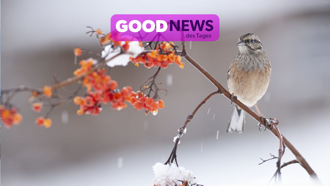 Vögel brauchen etwas Hilfe, um durch den Winter zu kommen, denn fettreiches Futter wird bei Schnee und Eis knapp.